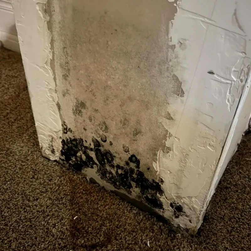 Professional Mold Removal in Forsyth, MO